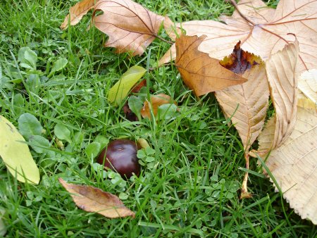 Fallen conker on ground out of case