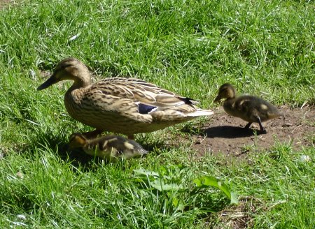 Ducklings with parent Ducklings with parent